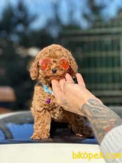 Orjinal Toy Poodle Yavrularımız 1