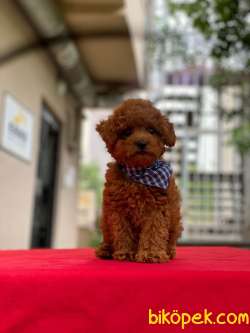 Orjinal Toy Poodle Yavrumuz 3