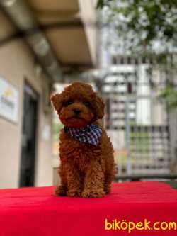 Orjinal Toy Poodle Yavrumuz 5