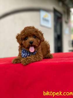 Orjinal Toy Poodle Yavrumuz 2