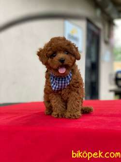 Orjinal Toy Poodle Yavrumuz