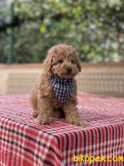 ORJİNAL TOY POODLE YAVRUMUZ GELMİŞTİR 2