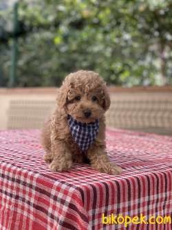ORJİNAL TOY POODLE YAVRUMUZ GELMİŞTİR 1