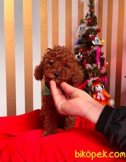 Orjinal Toy Poodle Yavrumuz (Red Brown) 1