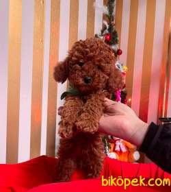 Orjinal Toy Poodle Yavrumuz (Red Brown) 3