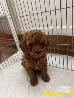 ORJİNAL TOYPOODLE 3