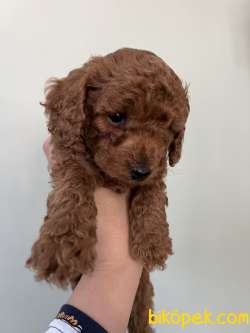 ORJİNAL TOYPOODLE 2