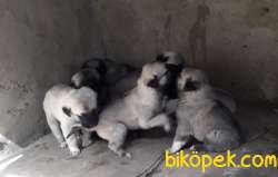 Orjinal Yavru Kangal 1