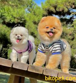 Orjinal Yetişkin Pomeranian Boolar 2