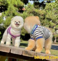 Orjinal Yetişkin Pomeranian Boolar 4