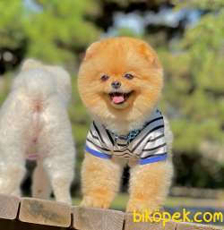Orjinal Yetişkin Pomeranian Boolar 3