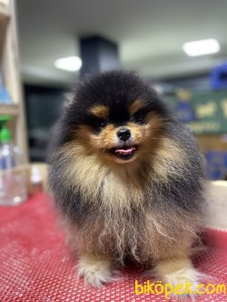 Orjinal Yetişkin Pomerian Boo 4