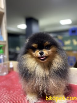 Orjinal Yetişkin Pomerian Boo 3