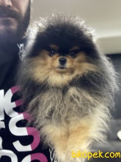 Orjinal Yetişkin Pomerian Boo 2