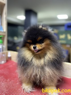 Orjinal Yetişkin Pomerian Boo 1