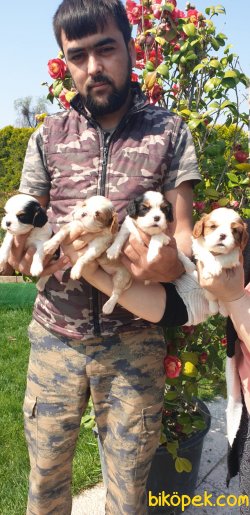 Orjnal Cavalier Yavruler 1
