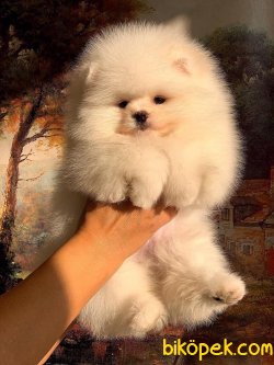 Orjünal Pomeranian Boo 2