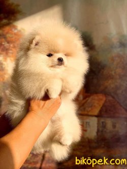 Orjünal Pomeranian Boo 3
