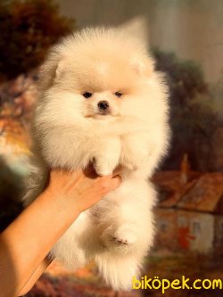 Orjünal Pomeranian Boo 1