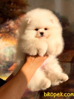 Orjünal Pomeranian Boo 4