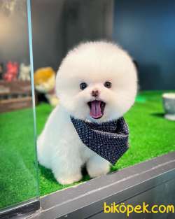 Oyuncak Ayı Güzelliğinde Pomeranian Boo Yavrularımız