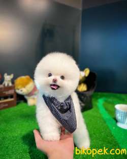 Oyuncak Ayı Güzelliğinde Pomeranian Boo Yavrularımız 4