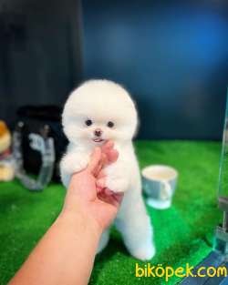 Oyuncak Ayı Güzelliğinde Pomeranian Boo Yavrularımız 2