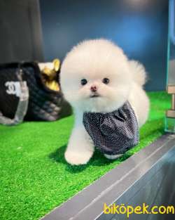 Oyuncak Ayı Güzelliğinde Pomeranian Boo Yavrularımız 3