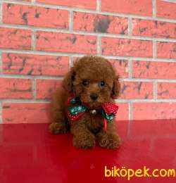 OYUNCAK AYICIK TOYPOODLE YAVRULARIMIZ 3
