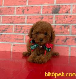 OYUNCAK AYICIK TOYPOODLE YAVRULARIMIZ 2