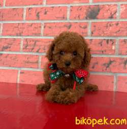 OYUNCAK AYICIK TOYPOODLE YAVRULARIMIZ 1