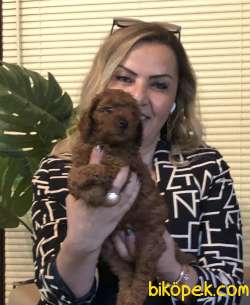 Oyuncak Gibi Şirin Toy Poodle Yavrularımız 5