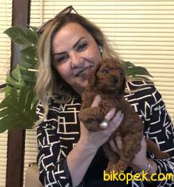 Oyuncak Gibi Şirin Toy Poodle Yavrularımız 4