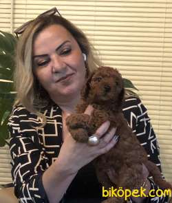 Oyuncak Gibi Şirin Toy Poodle Yavrularımız 2