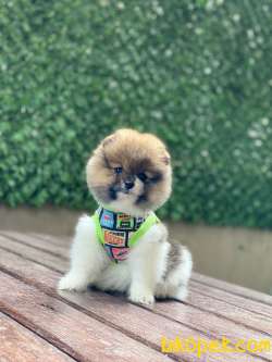 Oyuncak Görünümlü Pomeranian Boo