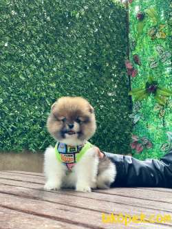 Oyuncak Görünümlü Pomeranian Boo 3