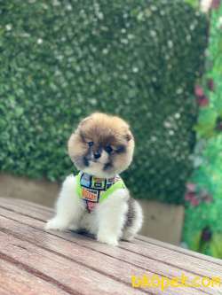 Oyuncak Görünümlü Pomeranian Boo 2