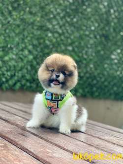 Oyuncak Görünümlü Pomeranian Boo 4