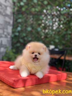 Oyuncak Görünümlü Pomeranian Boo 3