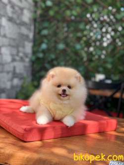 Oyuncak Görünümlü Pomeranian Boo
