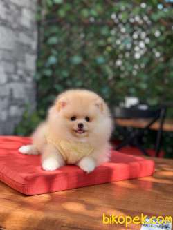 Oyuncak Görünümlü Pomeranian Boo 4