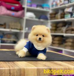 Oyuncak Görünümlü Pomeranian Boo Yavrumuz 5