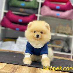 Oyuncak Görünümlü Pomeranian Boo Yavrumuz