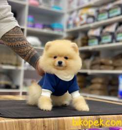 Oyuncak Görünümlü Pomeranian Boo Yavrumuz 3