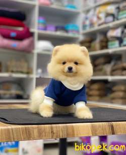 Oyuncak Görünümlü Pomeranian Boo Yavrumuz 2