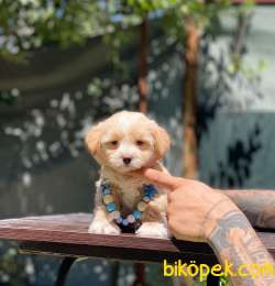 Oyuncak Surat Maltipoo Bebeklerimiz 5