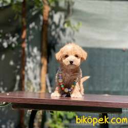 Oyuncak Surat Maltipoo Bebeklerimiz 1