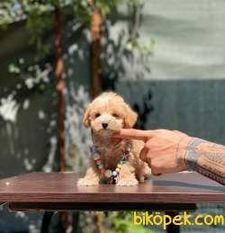 Oyuncak Surat Maltipoo Bebeklerimiz 4