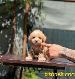Oyuncak Surat Maltipoo Bebeklerimiz 2