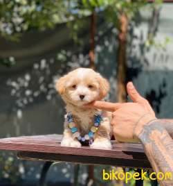 Oyuncak Surat Maltipoo Bebeklerimiz 3